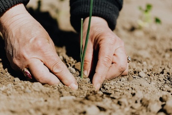 Two hands planting a seedling into the soil