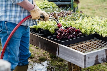 A person watering trays of lettuce seedlings