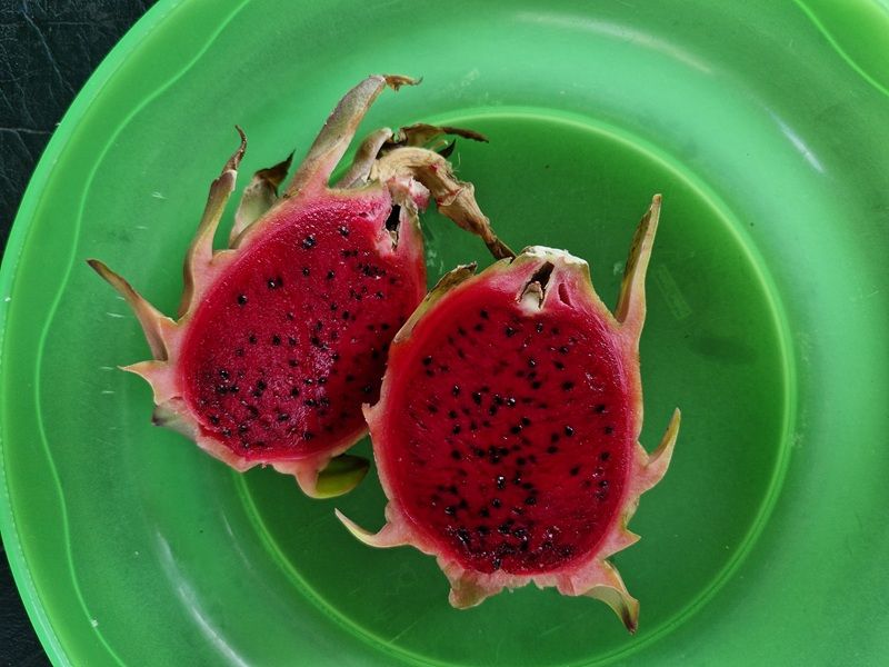 Pink dragonfruit grown at Willetton Community Garden.