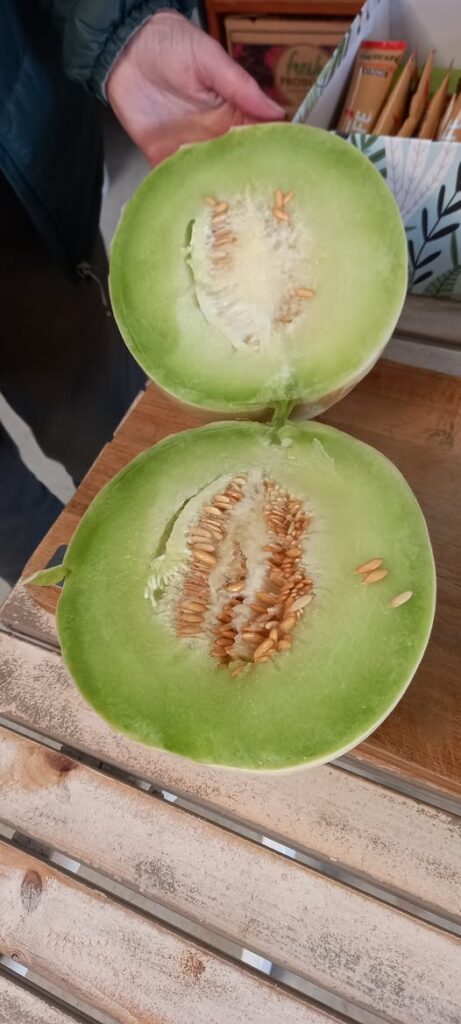A fresh honeydew melon grown at Willetton Community Garden.